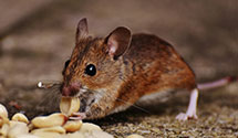 24 Hour & Emergency Exterminators in Hamersville, OH